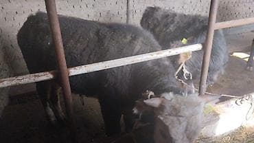 Аквариумы: Продаю | Бык (самец) | На откорм | Привязанные — 4