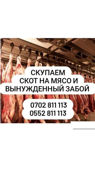 продажа домашних животных: Куплю | Коровы, быки, Лошади, кони | Круглосуточно, Любое состояние, Забитый — 1