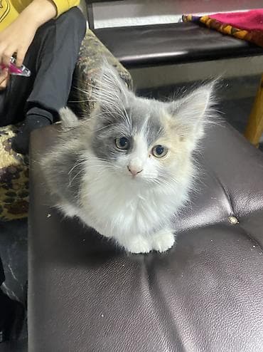 бесплатно кошка: Отдам котенка в хорошие и заботливые руки 🐾 Котенок приучен к лотку — 1