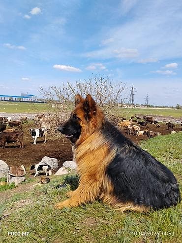 бетон жумуштары: Услуги пастушьей собаки для выпаса стада - Порода: немецкая овчарка — 10