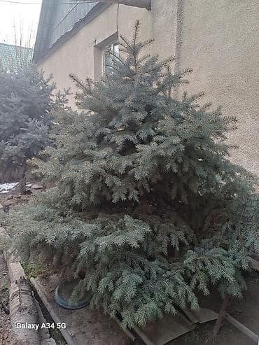 Саженцы деревьев: Ели, Самовывоз