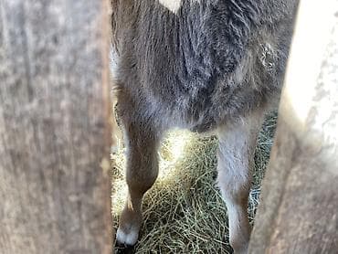 бычок бык: Продаю | Бык (самец) | Швицкая | На откорм | Привязанные — 3