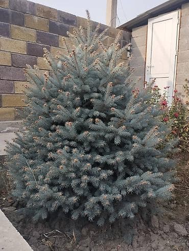Ель голубая (Picea pungens, форма с сизой хвоей) - Компактная, густая