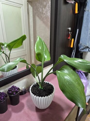 вьющие розы: Подарочные горшечные растения — примула акаулис (Primula acaulis) с — 6