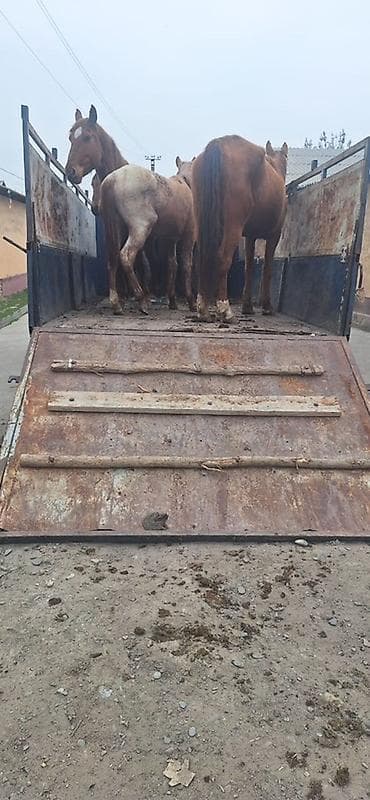 даф турбина: Грузовик, Mercedes-Benz, Стандарт — 4