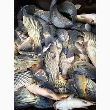 битал теке: Сазан недоросток от300г-1кг-1.5кг Продается сазан НАХОДИМСЯ В — 1