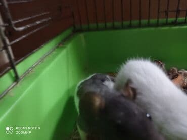 летучая мышь в кыргызстане: Крысы декоративные Сокулук — 3