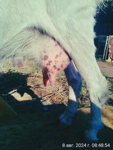 куда можно отдать собаку в бишкеке: Продаю | Коза (самка) | Зааненская | На забой, Для разведения, Для молока — 1