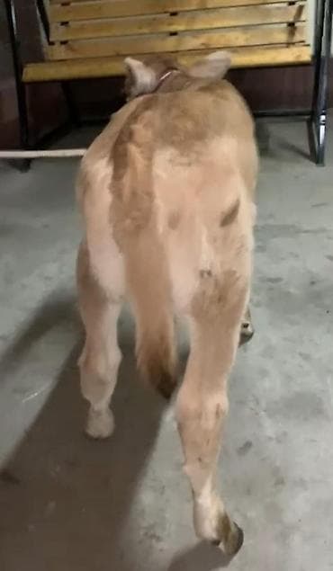 коровы токмак: Продаю | Музоо, торпок — 3