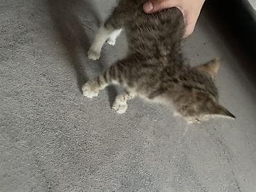 cane corso: Котята-домоседы, короткошёрстные. - Окрас: один тигровый — 2