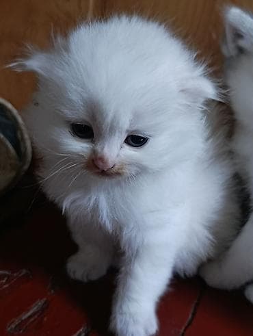 Котята, длинношёрстные, домашние. Окрас: белый и белый с серо-чёрными