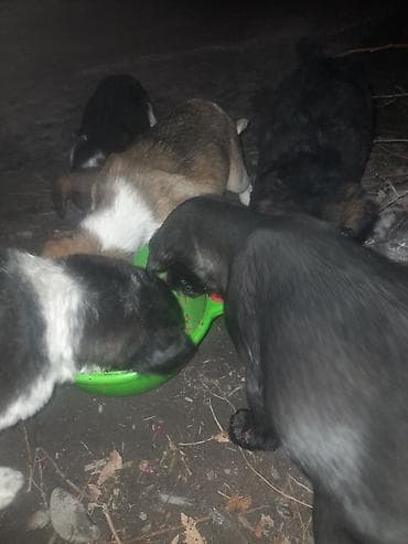 Вязка собак: Щенки, помёт из 5 малышей. Описание: - Разный окрас: чёрные — 4