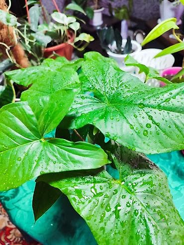 филодендроны: Вместе с полочкой три цветочка 500 монстера и филодендрон в одном — 5