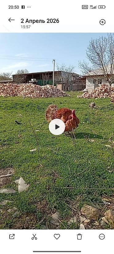 собаки тайган: Сатам | Эркек күрп | Аргын | Көбөйтүү үчүн | Асыл тукумдуу — 2