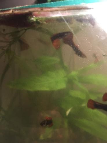 Продаю рыбок гуппи! Очень неприхотливы и просты в уходе! Для детей