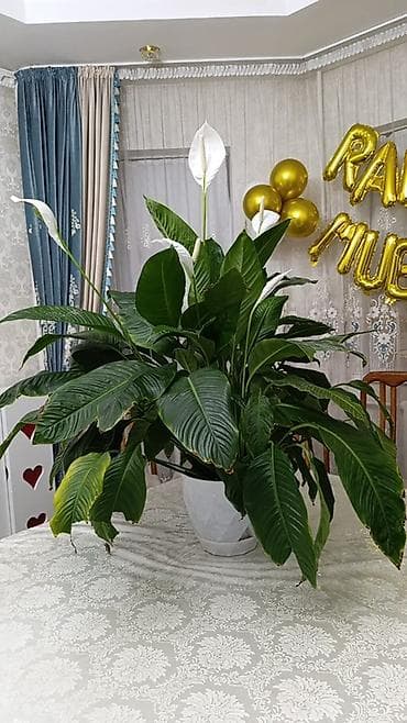 Крупный спатифиллум (Spathiphyllum) в декоративном горшке. - Пышный