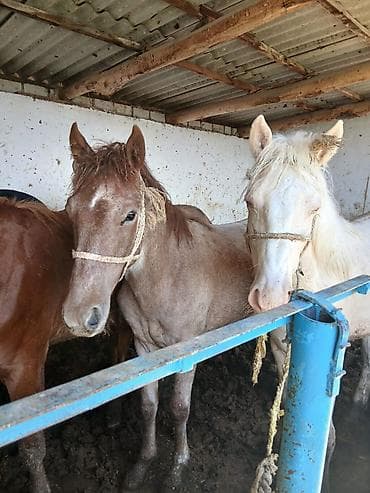 жеребая: Продаю | Жеребец | На забой — 10