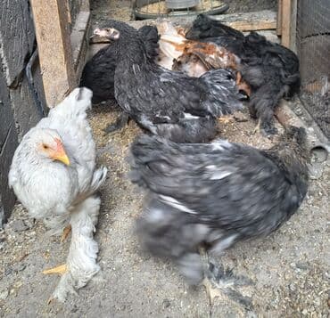 машины на продажу бишкек: Продаю | Куры | Брама — 6