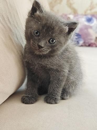 Котята домашние, короткошёрстные. - Окрас: один сплошной серый
