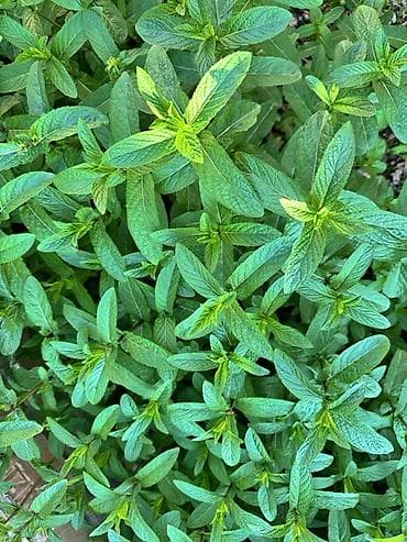 сила пчелы таблетки цена бишкек: Свежая садовая мятацена 100 сом/пучок — 2