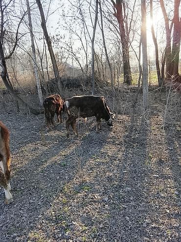 Продаю | Тёлка | Полукровка | На откорм at lalafo.kg Продаю | Тёлка | Полукровка | На откорм