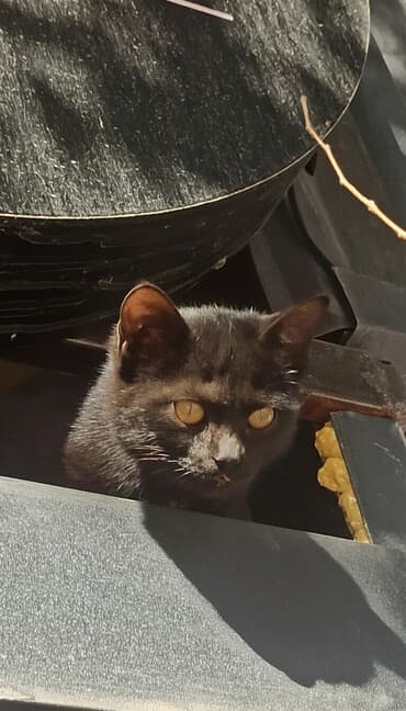 домик кошки: Кошка даром: Беспородная, 3 месяца, Девочка — 1