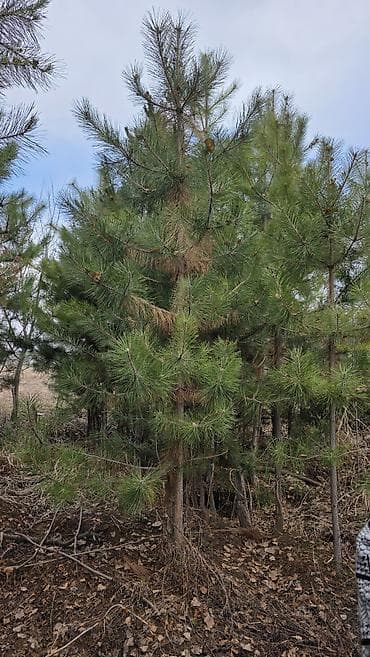пластиковые баки: Саженцы хвойных пород для озеленения туя колоновидная каштан дуб — 3