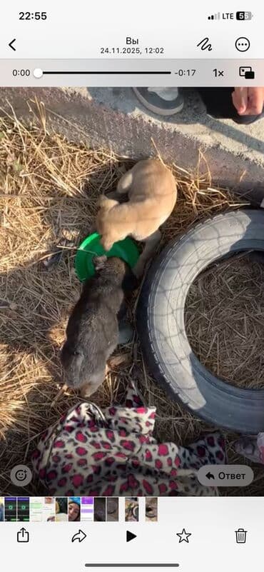 животные собака: Щенки-дворняжки, 2 малыша - Окрас: один светло-бежевый, второй темный — 2