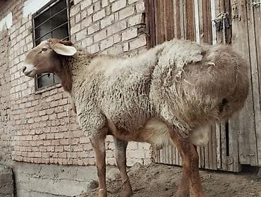 Продаю | Баран (самец) | Арашан | Для разведения | Осеменитель