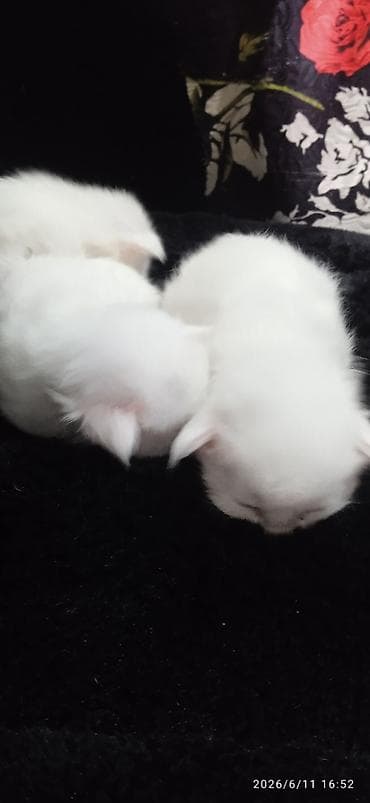 кошка породистый: Мейн-Куны🥰. Предлагаются для раннего бронирования есть котик и кошечки — 4