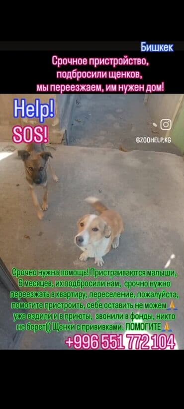 овчарка кара балта: Отдается собака в добрые руки. Описание: - Метис средних размеров — 7