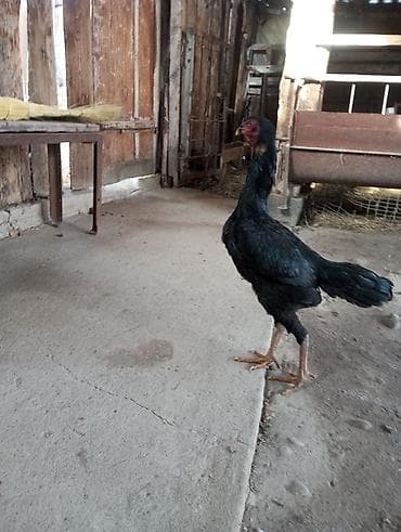 тазы ит: Сатам | Тооктор | Тебиштирүүчү, Дакан | Көбөйтүү үчүн, Жумуртка туудуруу үчүн — 5