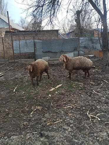 козу гирил: Продаю | Баран (самец) | Для разведения | Матка — 1