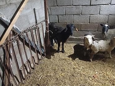 котята простые: Продаю | Овца (самка) | Для разведения | Матка — 5