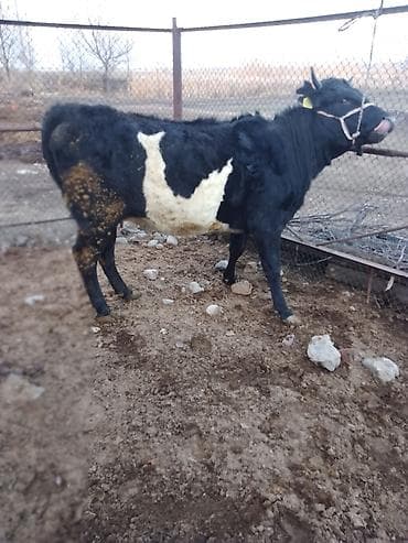 таксы собаки: Продаю | Корова (самка) | Полукровка | Для разведения — 4