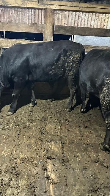 каракол мал базар 2019: Продаю | Бык (самец) | Ангус | На забой — 1