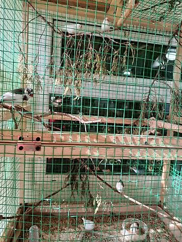 Аквариумдар: Продаю амадинок, свои птенчики, молоденькие, но самостоятельные, есть — 5