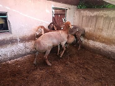 овцы баран: Продаю | Овца (самка), Баран (самец) | На забой — 8