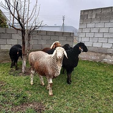 Баран, овца: Продаю | Ягненок | Для разведения | Племенные — 1
