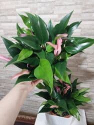 каллы цветы: В наличии Азалии очень пышные и шикарные-850,🌸.Пальма — 25