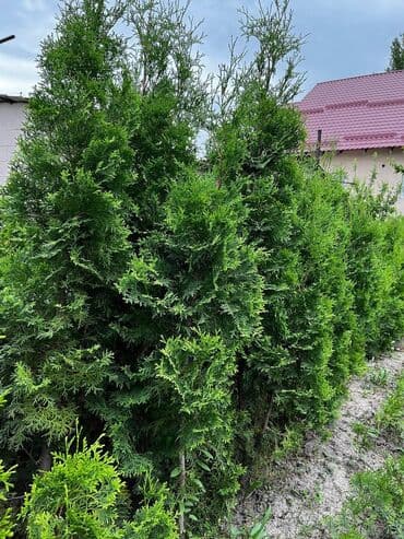 купить саженцы декоративных деревьев: Көчөттөр дарактардын: Карагайлар — 5