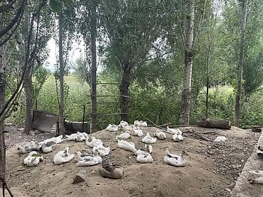 Животные: Продам домашнюю птицу с подворья. - Гуси белые с серыми отметинами — 2