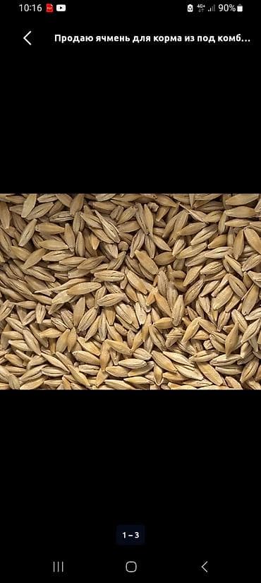 Ячмень кормовой Россия Цена 23 сом