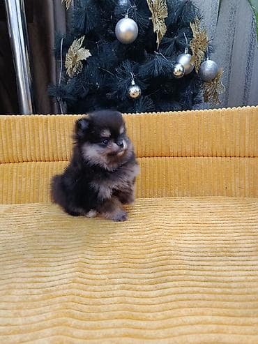 цена мопса: Шпиц, 2 месяца, Самец — 5