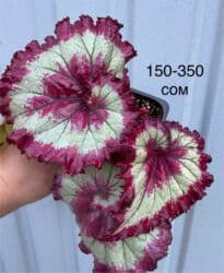 продажа аквариума: Продаю бегонии декоративно-лиственные, хою Лиза, Хойя кудрявая, хойя — 6