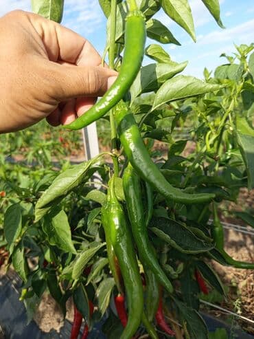 продаю морковь: Перец Полугорький, Оптом — 2