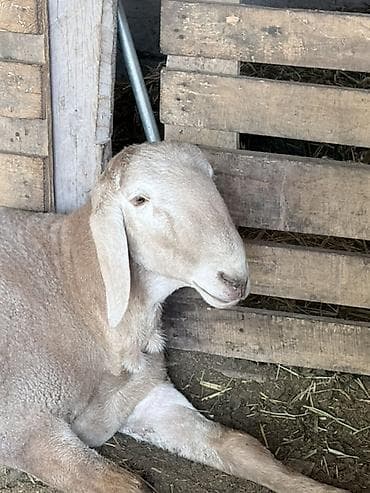 Животные: Продаю | Баран (самец) | Арашан — 6