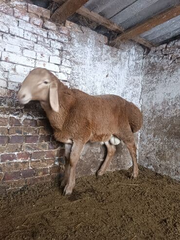 эркек ит: Сатам | Кочкор (эркек) | Эдильбай | Көбөйтүү үчүн | Асыл тукумдуу — 3