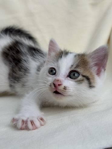 котят бесплатно: Ищем дом котяткам🥰 Возраст 1,5 месяца (3 июля родились) К лотку — 1