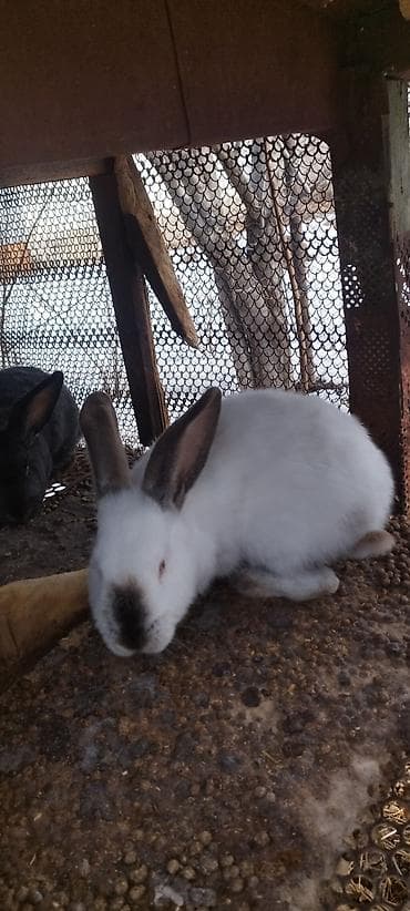 куплю мясо кролика: Продаю | Крольчиха (самка), Кролик самец — 8